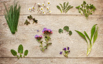 Wild garlic, chickweed, young nettles, nipplewort and other wild edible plants and medicinal herbs growing in early spring